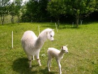 Wolboerderij Assenay