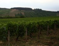 Weinberge der Champagne